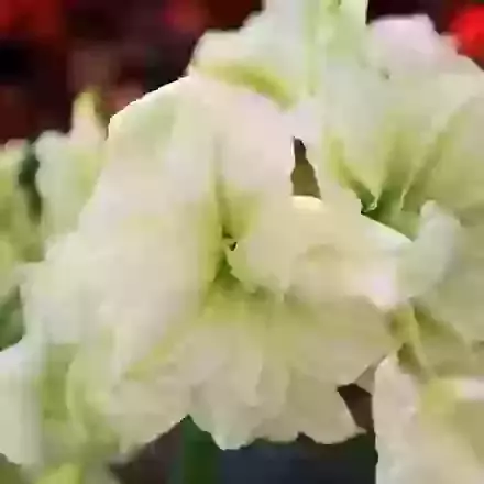 Marilyn